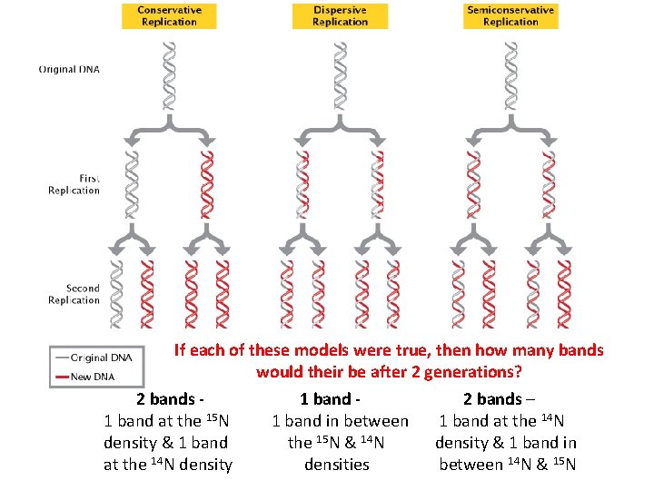 If each of these models were true, then how many bands would their be