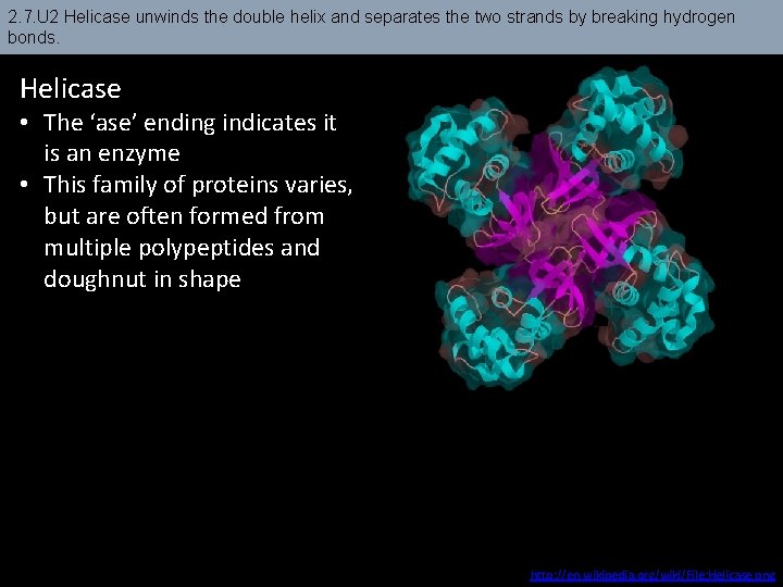 2. 7. U 2 Helicase unwinds the double helix and separates the two strands