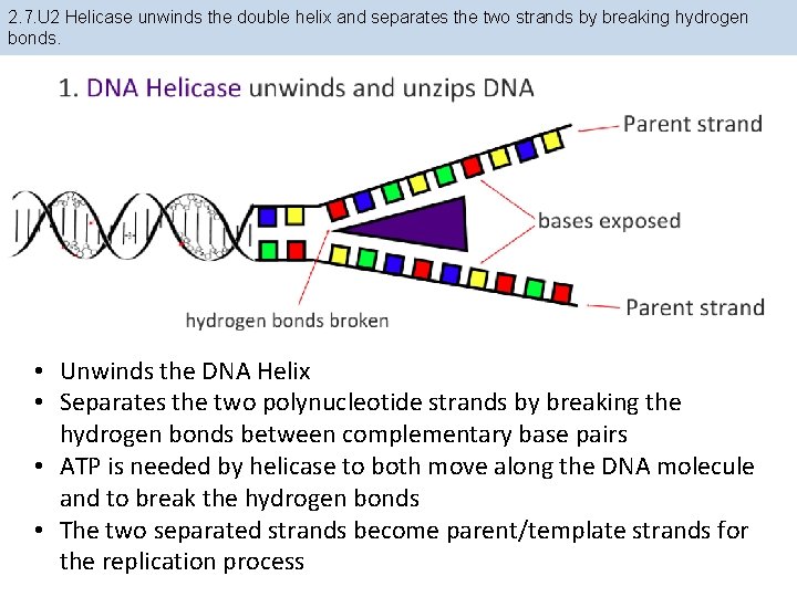 2. 7. U 2 Helicase unwinds the double helix and separates the two strands