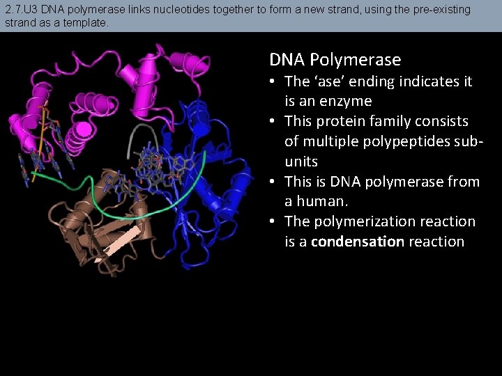 2. 7. U 3 DNA polymerase links nucleotides together to form a new strand,