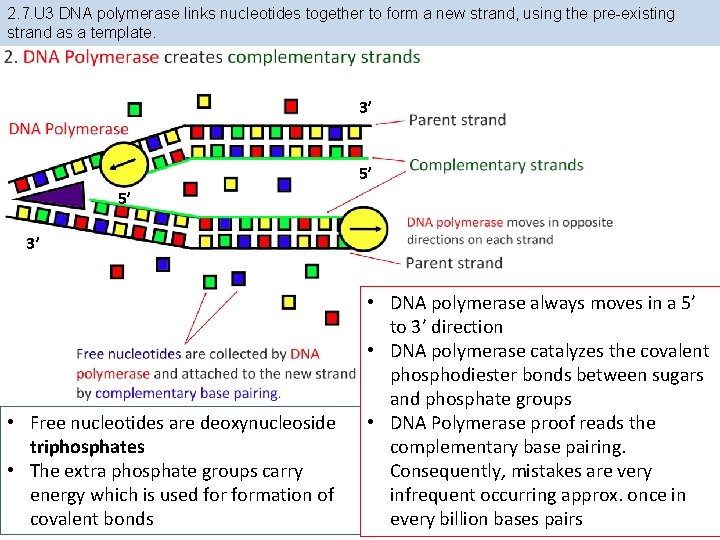 2. 7. U 3 DNA polymerase links nucleotides together to form a new strand,