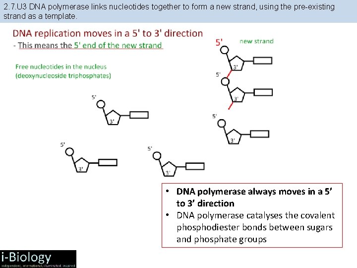 2. 7. U 3 DNA polymerase links nucleotides together to form a new strand,