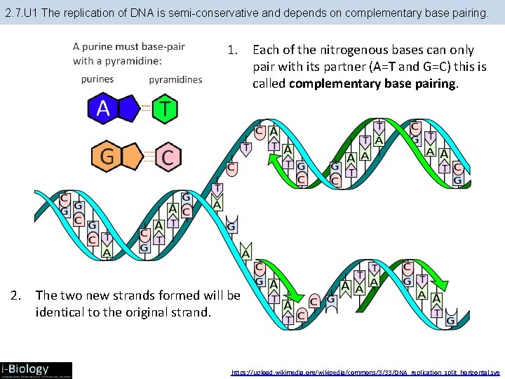 2. 7. U 1 The replication of DNA is semi-conservative and depends on complementary
