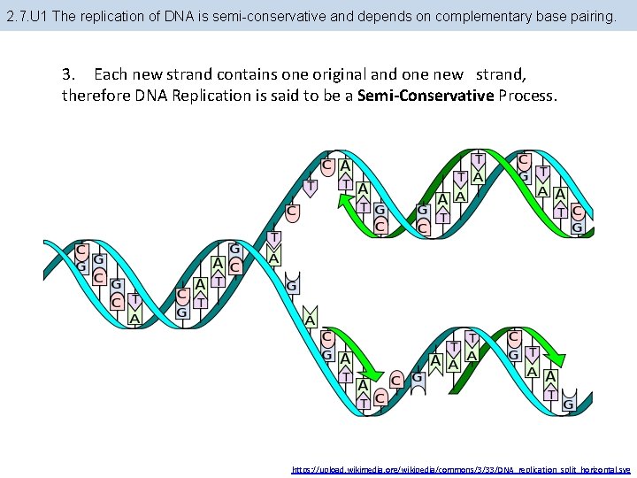 2. 7. U 1 The replication of DNA is semi-conservative and depends on complementary