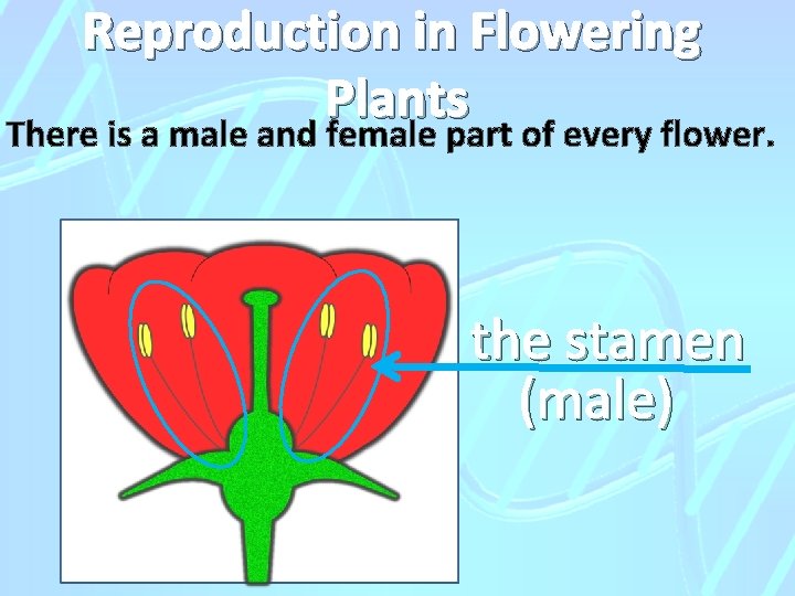 Reproduction in Flowering Plants There is a male and female part of every flower.