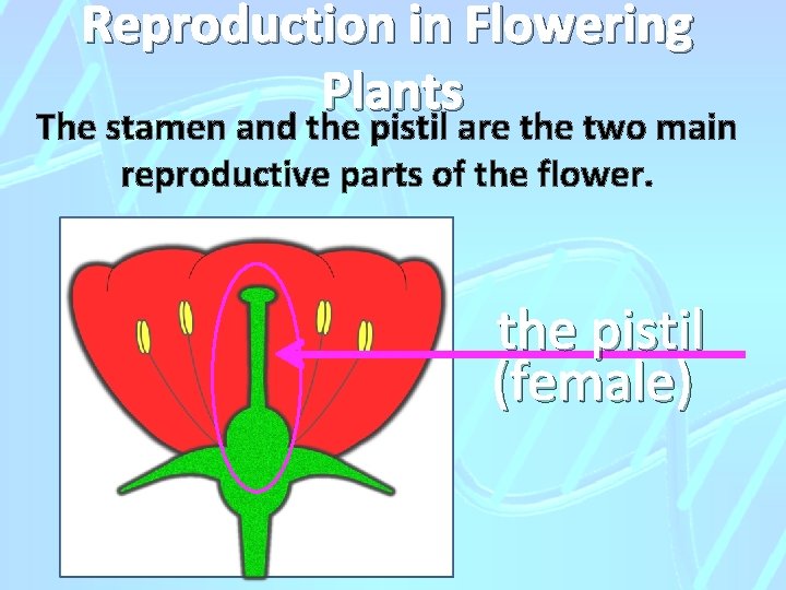 Reproduction in Flowering Plants The stamen and the pistil are the two main reproductive