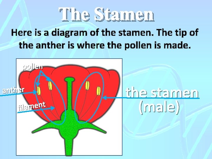 The Stamen Here is a diagram of the stamen. The tip of the anther