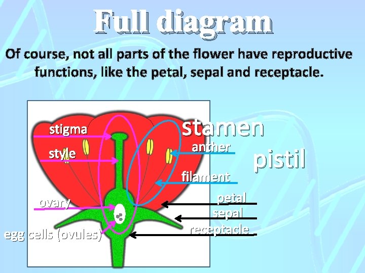 Full diagram Of course, not all parts of the flower have reproductive functions, like