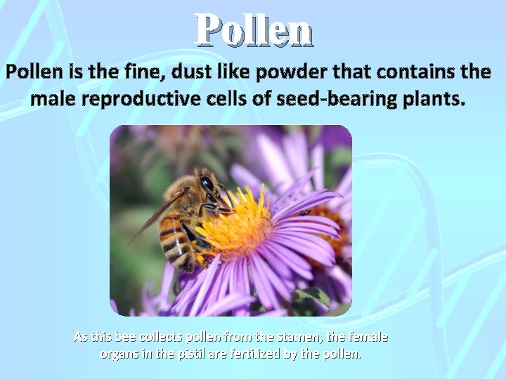 Pollen is the fine, dust like powder that contains the male reproductive cells of