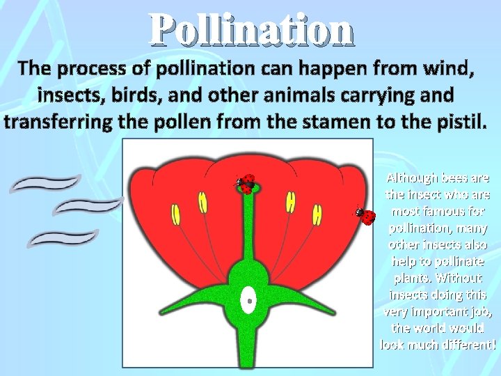 Pollination The process of pollination can happen from wind, insects, birds, and other animals