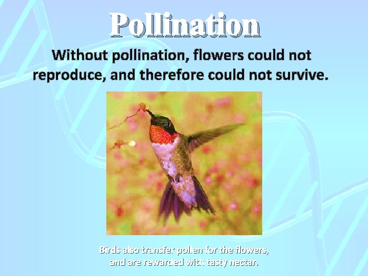 Pollination Without pollination, flowers could not reproduce, and therefore could not survive. Birds also