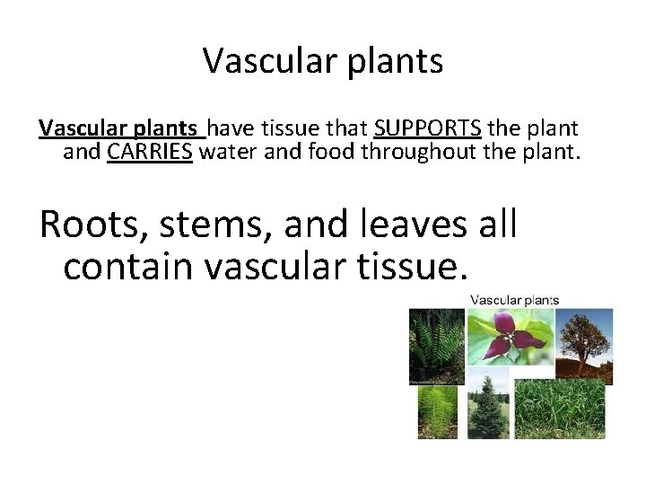 Vascular plants have tissue that SUPPORTS the plant and CARRIES water and food throughout