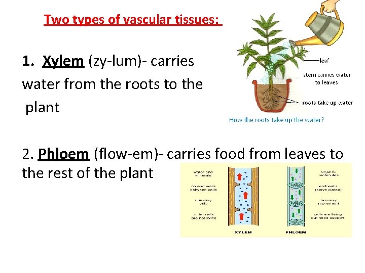 Two types of vascular tissues: 1. Xylem (zy-lum)- carries water from the roots to