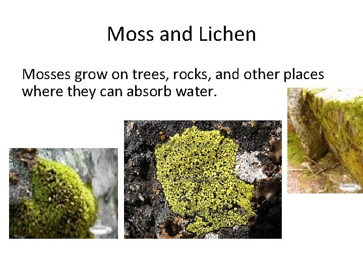 Vascular and Nonvascular plants Flowering Plant Reproduction Vascular