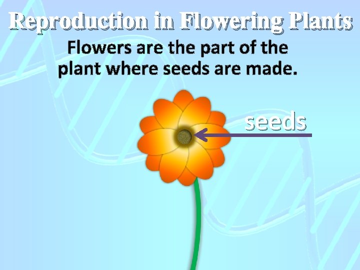 Reproduction in Flowering Plants Flowers are the part of the plant where seeds are