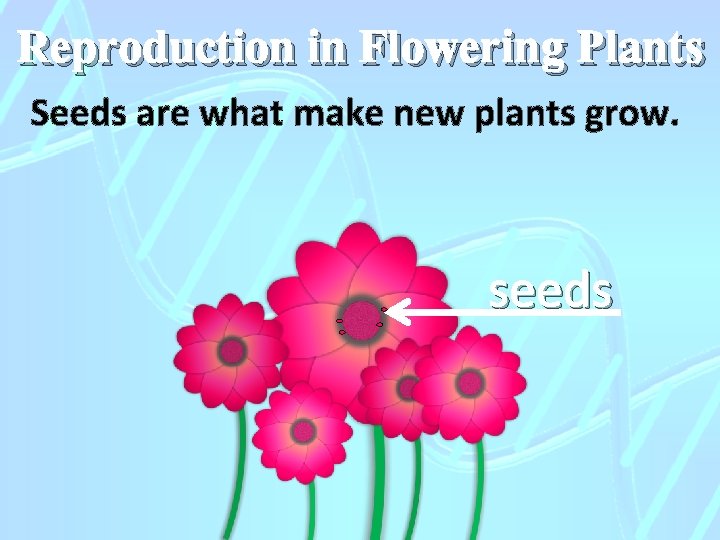 Reproduction in Flowering Plants Seeds are what make new plants grow. seeds 