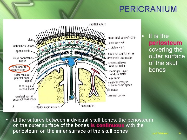 PERICRANIUM • It is the periosteum covering the outer surface of the skull bones