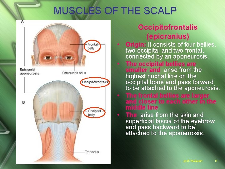 MUSCLES OF THE SCALP Occipitofrontalis (epicranius) • Origin: It consists of four bellies, two
