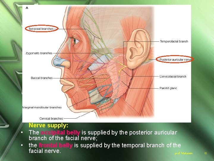 Nerve supply: • The occipital belly is supplied by the posterior auricular branch of