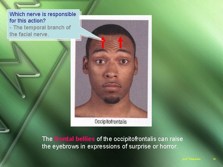 Which nerve is responsible for this action? - The temporal branch of the facial