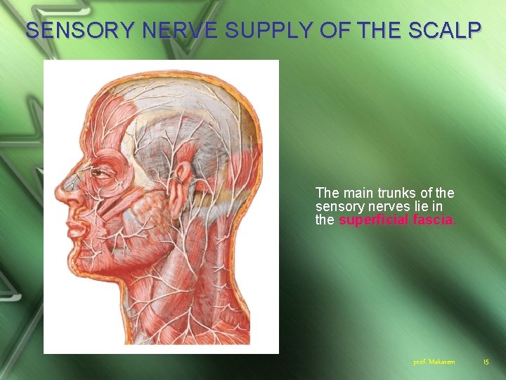 SENSORY NERVE SUPPLY OF THE SCALP The main trunks of the sensory nerves lie