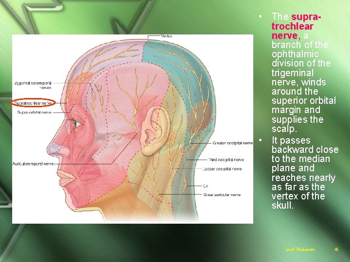  • The supratrochlear nerve, a branch of the ophthalmic division of the trigeminal