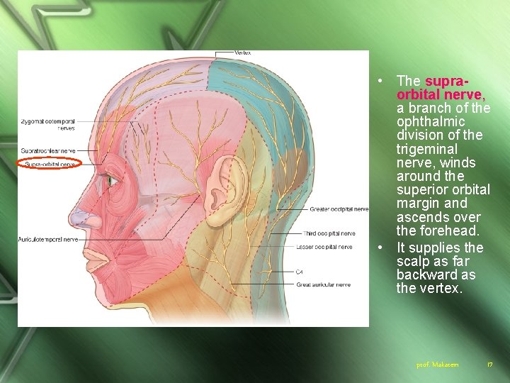  • The supraorbital nerve, a branch of the ophthalmic division of the trigeminal