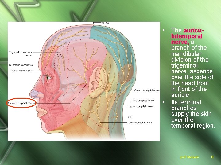  • • The auriculotemporal nerve, a branch of the mandibular division of the