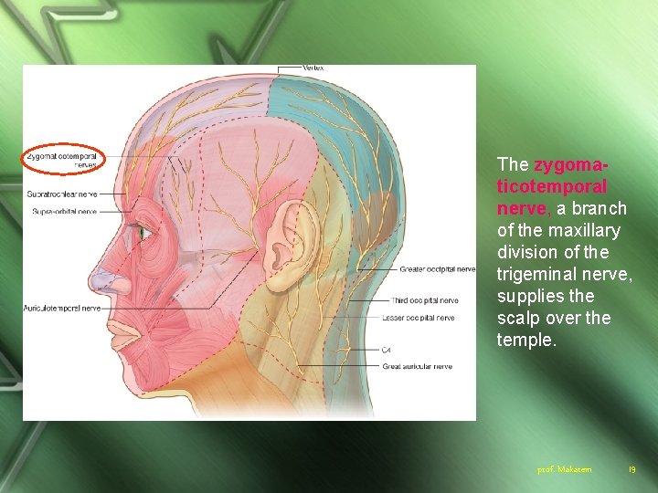 The zygomaticotemporal nerve, a branch of the maxillary division of the trigeminal nerve, supplies