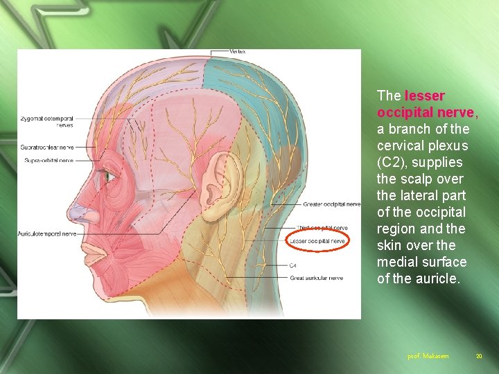 The lesser occipital nerve, a branch of the cervical plexus (C 2), supplies the