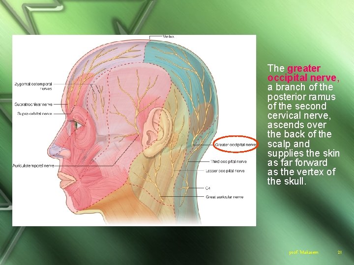 The greater occipital nerve, a branch of the posterior ramus of the second cervical