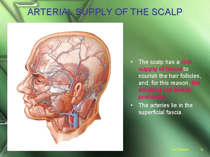 ARTERIAL SUPPLY OF THE SCALP • The scalp has a rich supply of blood