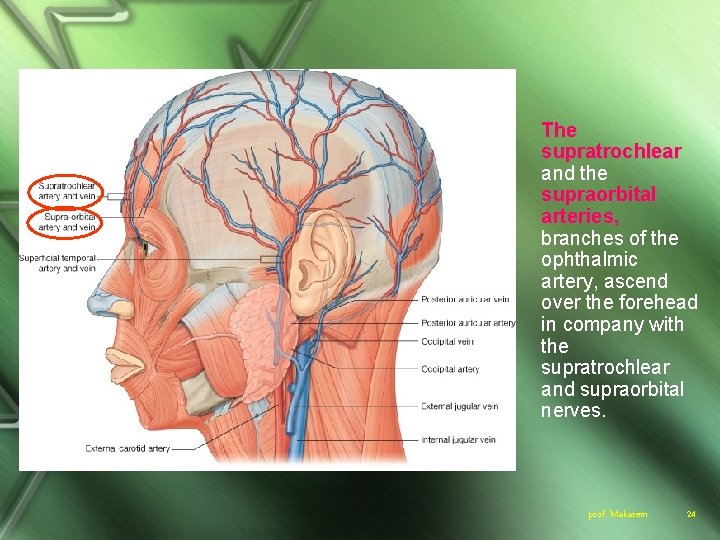 The supratrochlear and the supraorbital arteries, branches of the ophthalmic artery, ascend over the