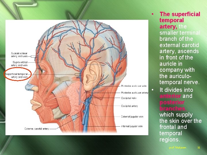  • The superficial temporal artery, the smaller terminal branch of the external carotid