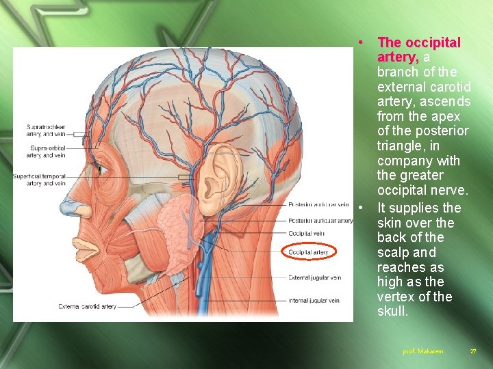  • The occipital artery, a branch of the external carotid artery, ascends from