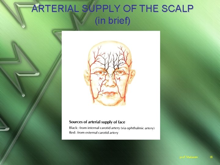 ARTERIAL SUPPLY OF THE SCALP (in brief) prof. Makarem 28 