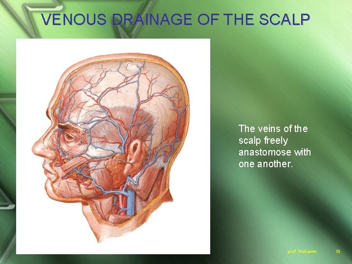 VENOUS DRAINAGE OF THE SCALP The veins of the scalp freely anastomose with one