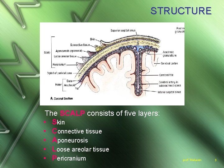 STRUCTURE The SCALP consists of five layers: • Skin • Connective tissue • Aponeurosis