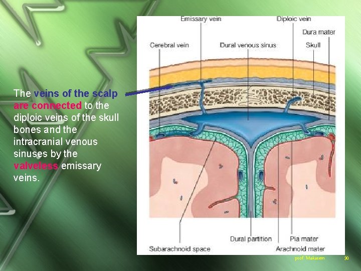 The veins of the scalp are connected to the diploic veins of the skull