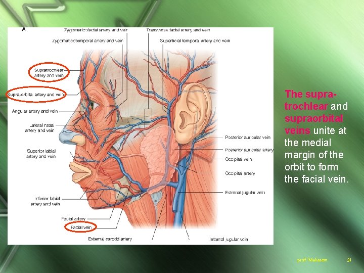 The supratrochlear and supraorbital veins unite at the medial margin of the orbit to