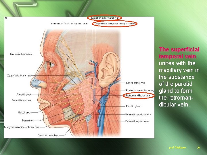 The superficial temporal vein unites with the maxillary vein in the substance of the