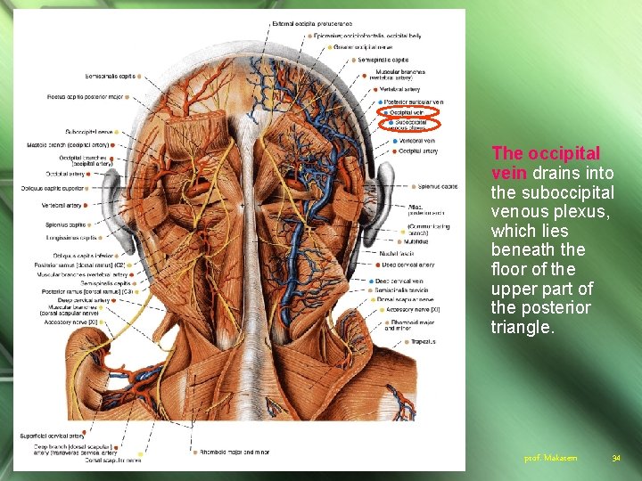 The occipital vein drains into the suboccipital venous plexus, which lies beneath the floor