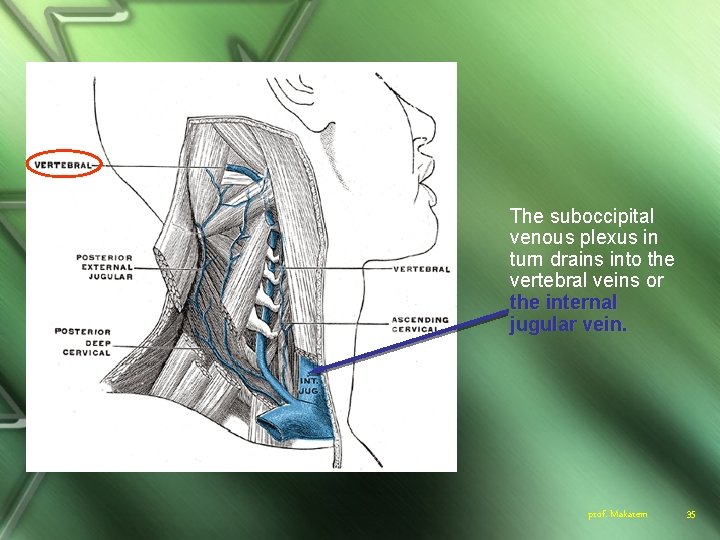 The suboccipital venous plexus in turn drains into the vertebral veins or the internal