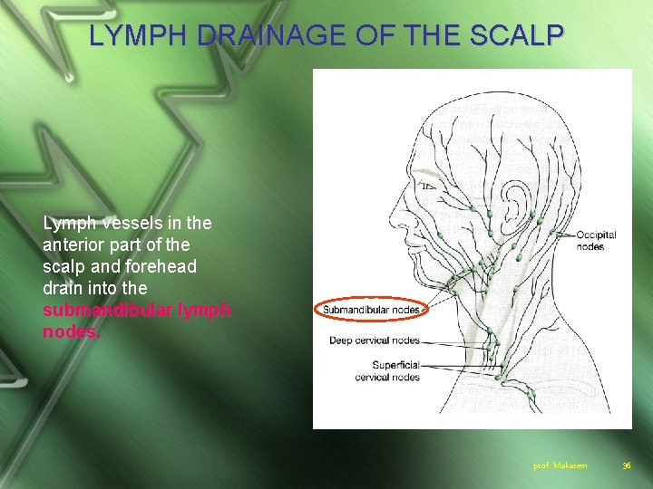 LYMPH DRAINAGE OF THE SCALP Lymph vessels in the anterior part of the scalp