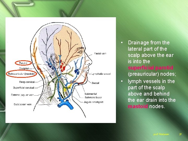  • Drainage from the lateral part of the scalp above the ear is