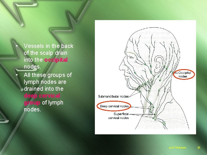  • • Vessels in the back of the scalp drain into the occipital