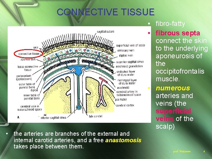 CONNECTIVE TISSUE • fibro-fatty • fibrous septa connect the skin to the underlying aponeurosis