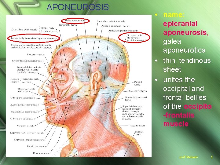 APONEUROSIS • name: epicranial aponeurosis, galea aponeurotica • thin, tendinous sheet • unites the