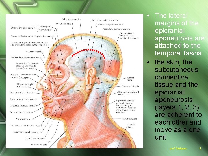  • The lateral margins of the epicranial aponeurosis are attached to the temporal