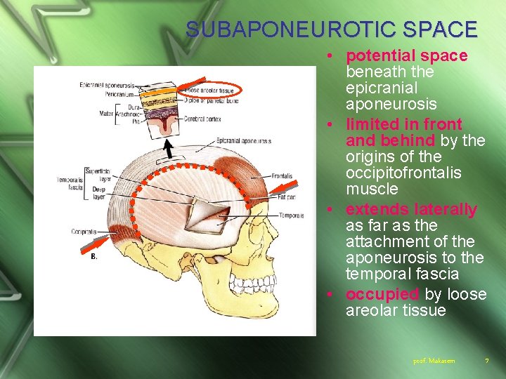 SUBAPONEUROTIC SPACE • potential space beneath the epicranial aponeurosis • limited in front and